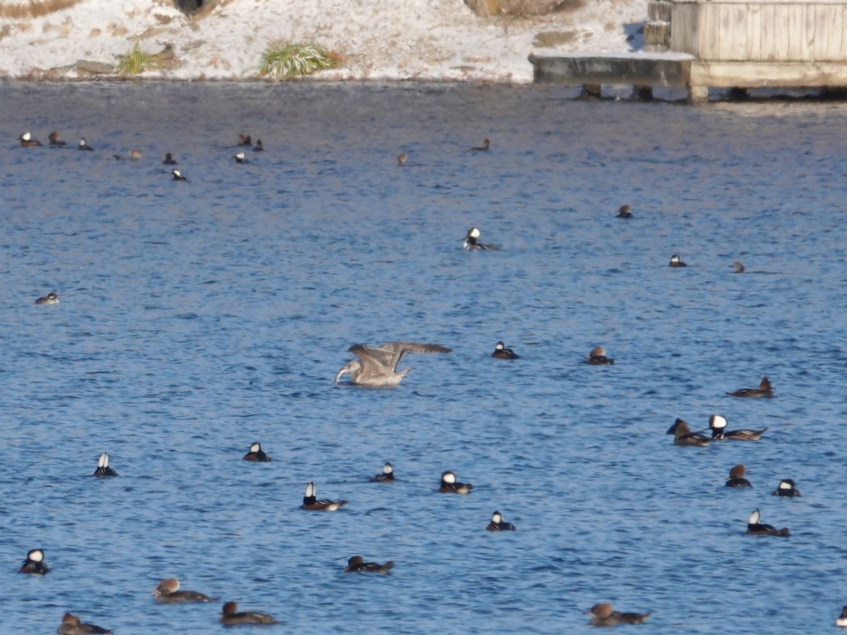 アメリカセグロカモメ - ML646939422