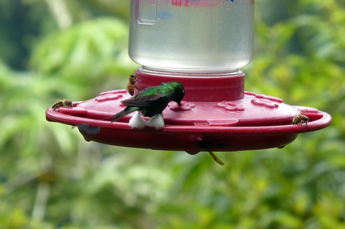 White-booted Racket-tail - ML646939423