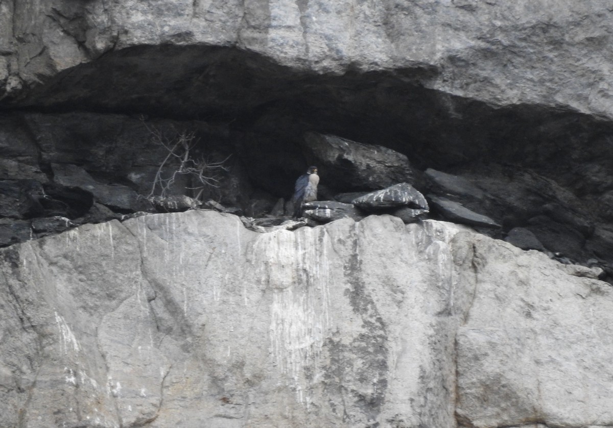 Peregrine Falcon - ML646939425