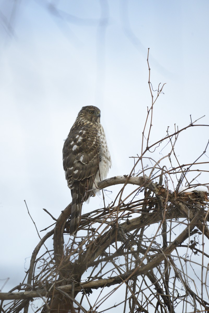 Cooper's Hawk - ML646939427