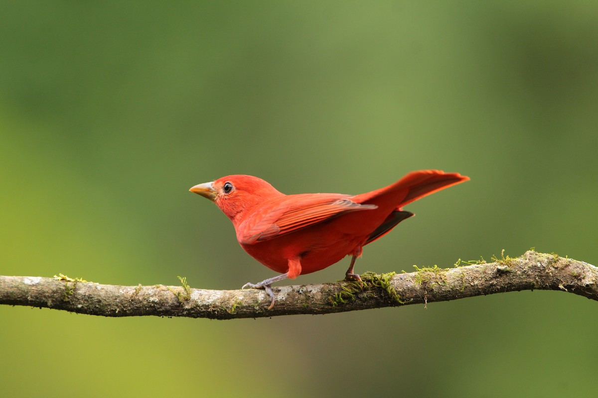Summer Tanager - ML646939428
