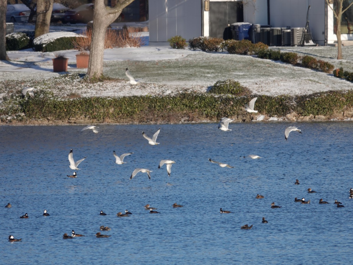 クロワカモメ - ML646939430