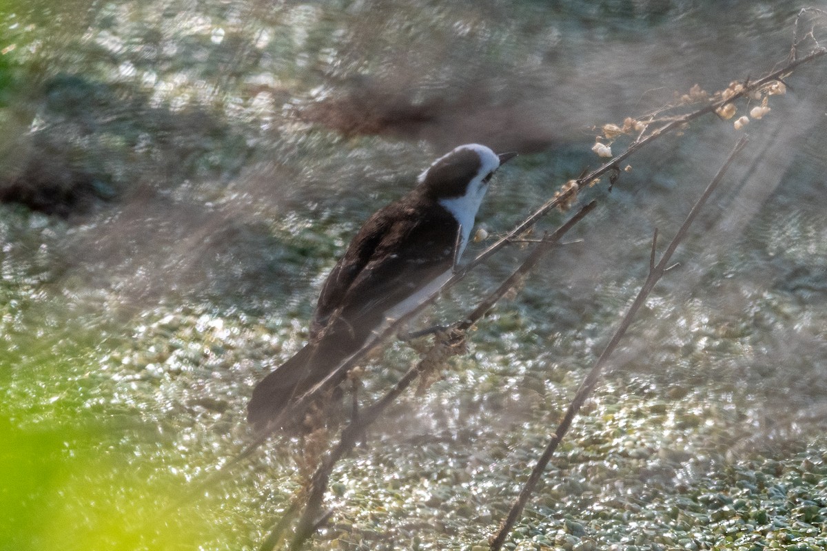 Black-backed Water-Tyrant - ML646939433