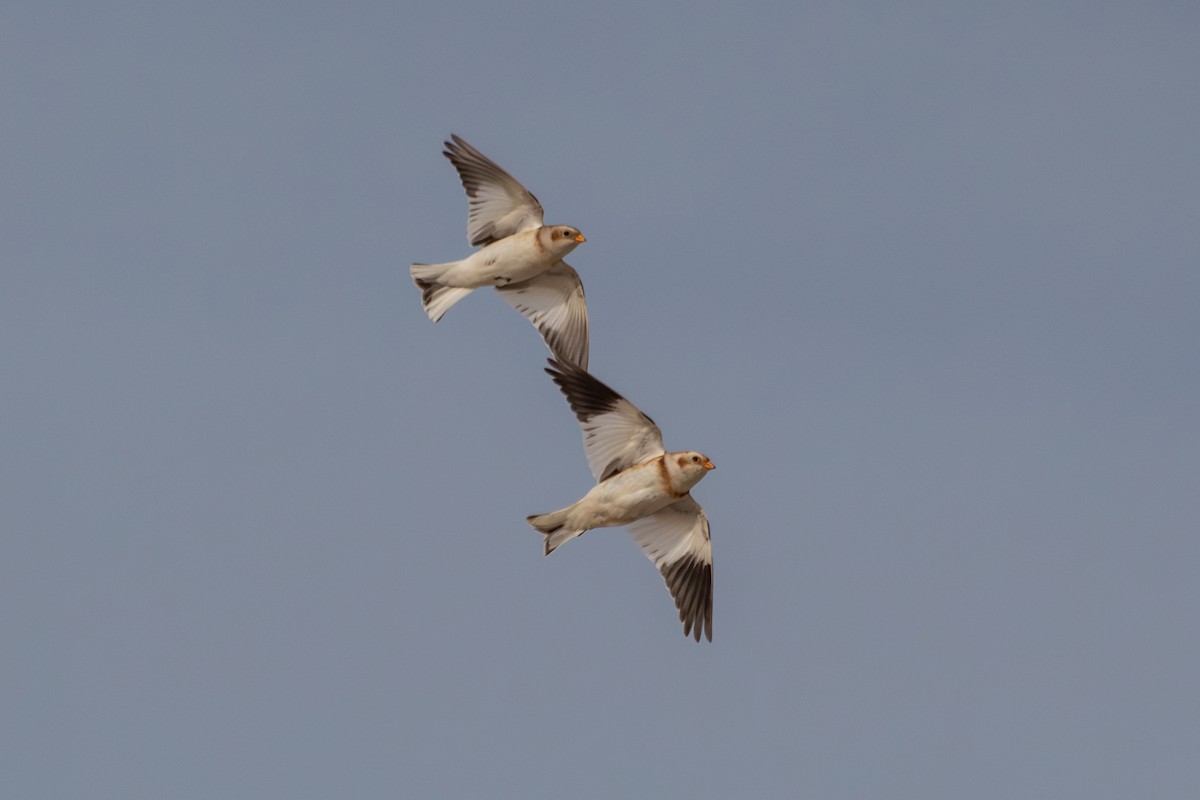 Snow Bunting - ML646939434