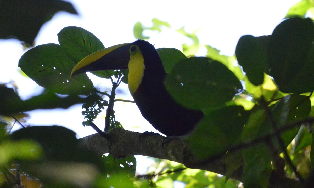 Тукан жовтошиїй - ML646939437