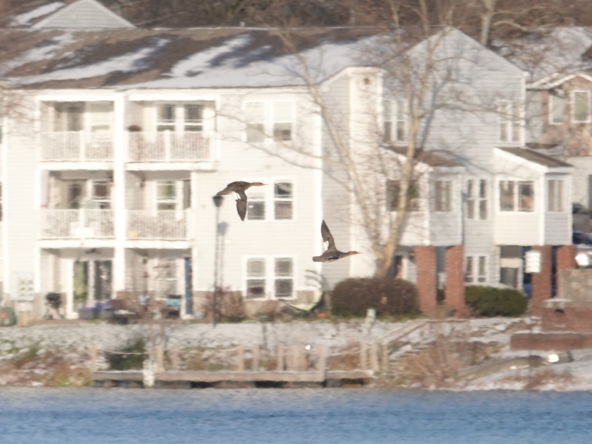 ウミアイサ - ML646939447