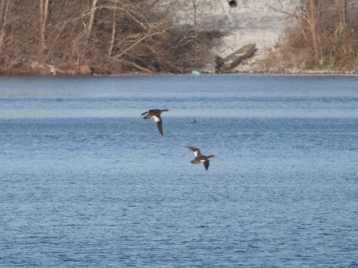 ウミアイサ - ML646939448