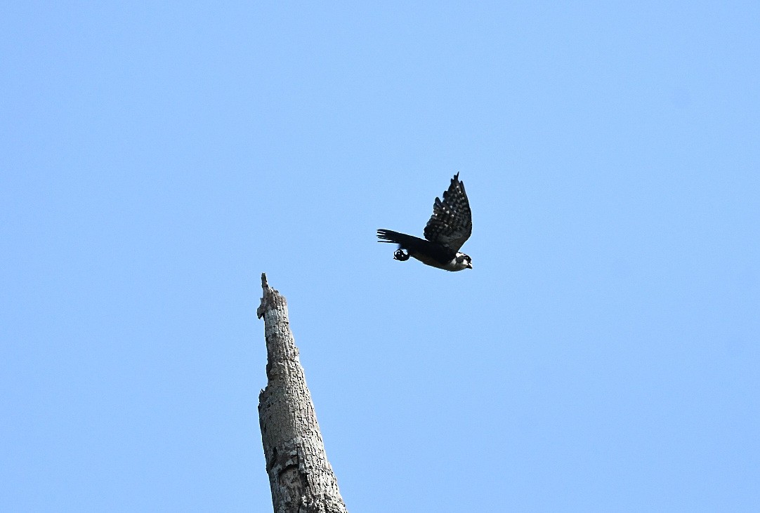 Black-thighed Falconet - ML646939449