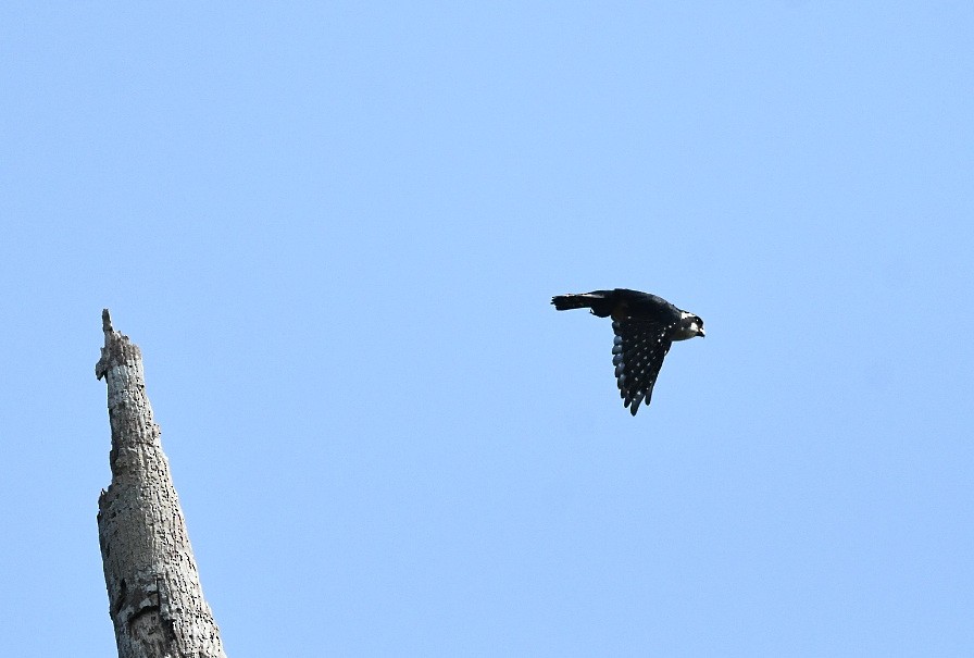 Black-thighed Falconet - ML646939450