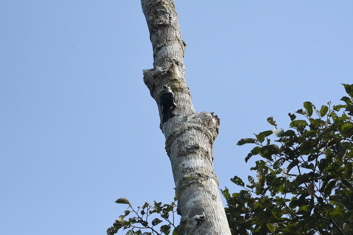 Black-thighed Falconet - ML646939452