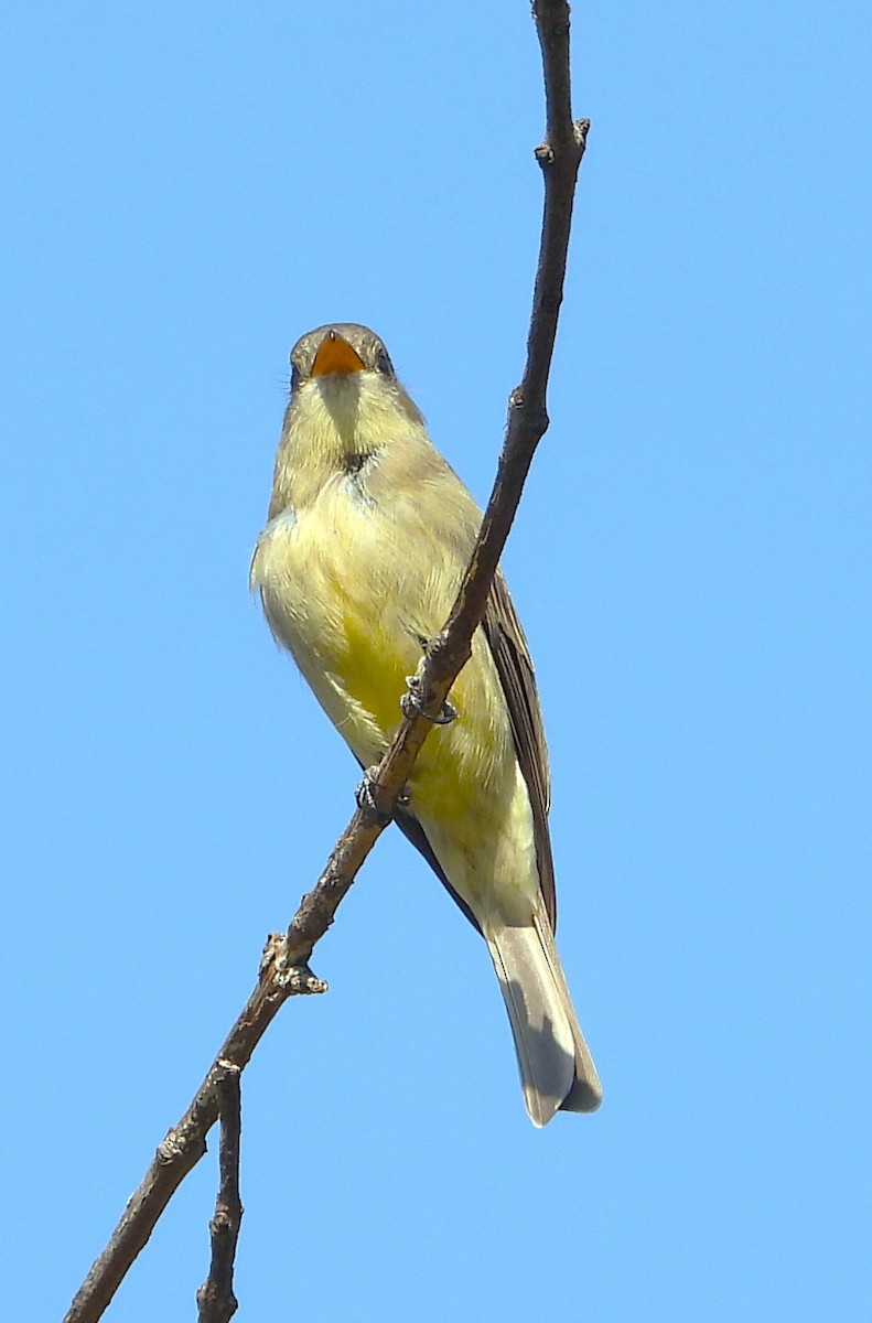 Greater Pewee - ML646939455