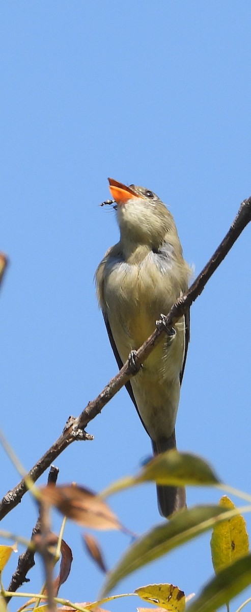 Greater Pewee - ML646939456