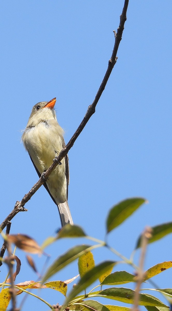 Greater Pewee - ML646939457
