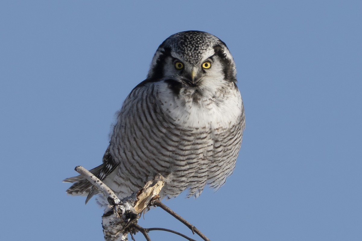 Northern Hawk Owl - ML646939463