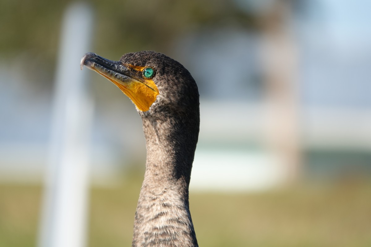 Ohrenscharbe - ML646939464