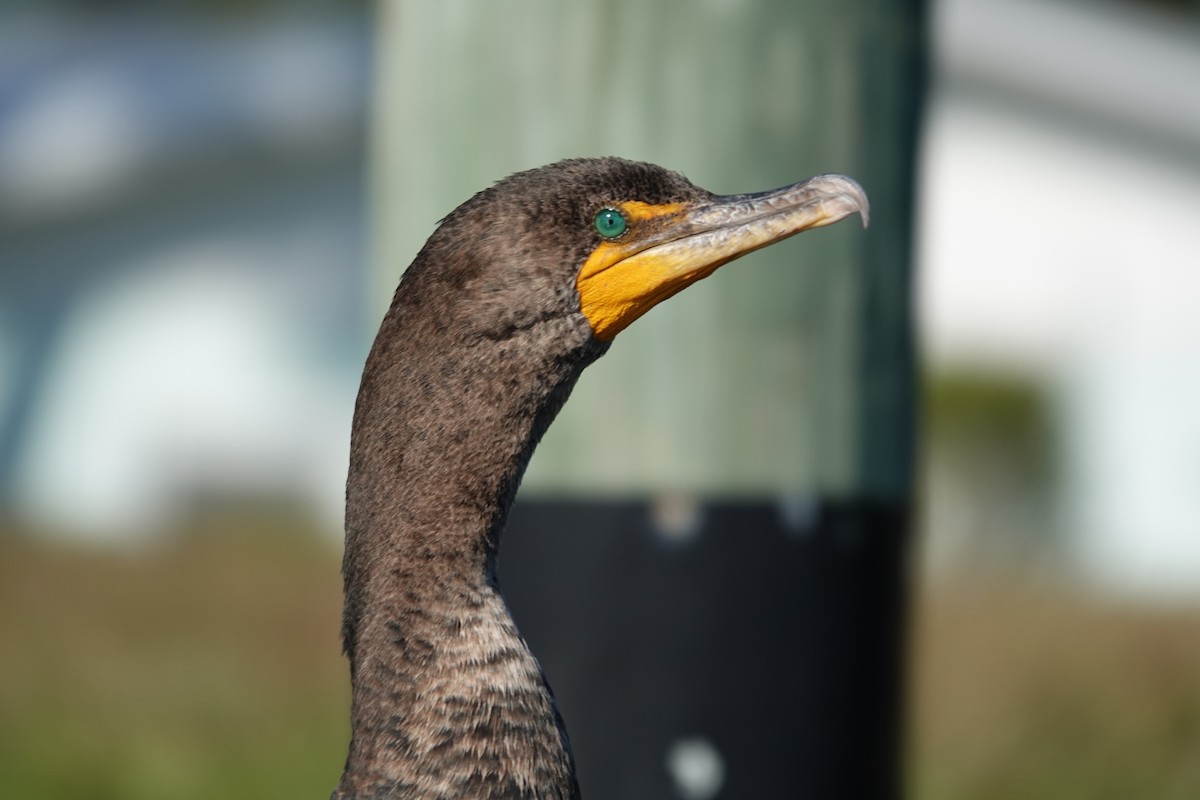 Ohrenscharbe - ML646939465