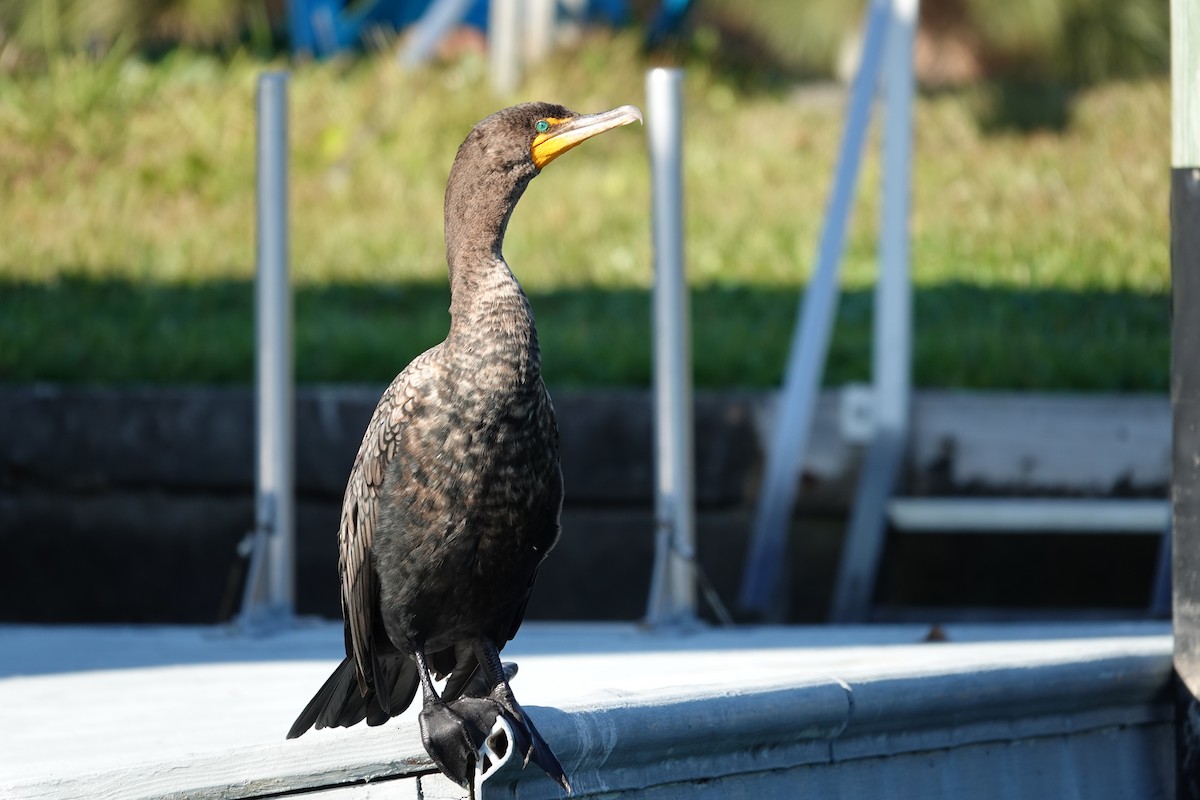 Ohrenscharbe - ML646939466