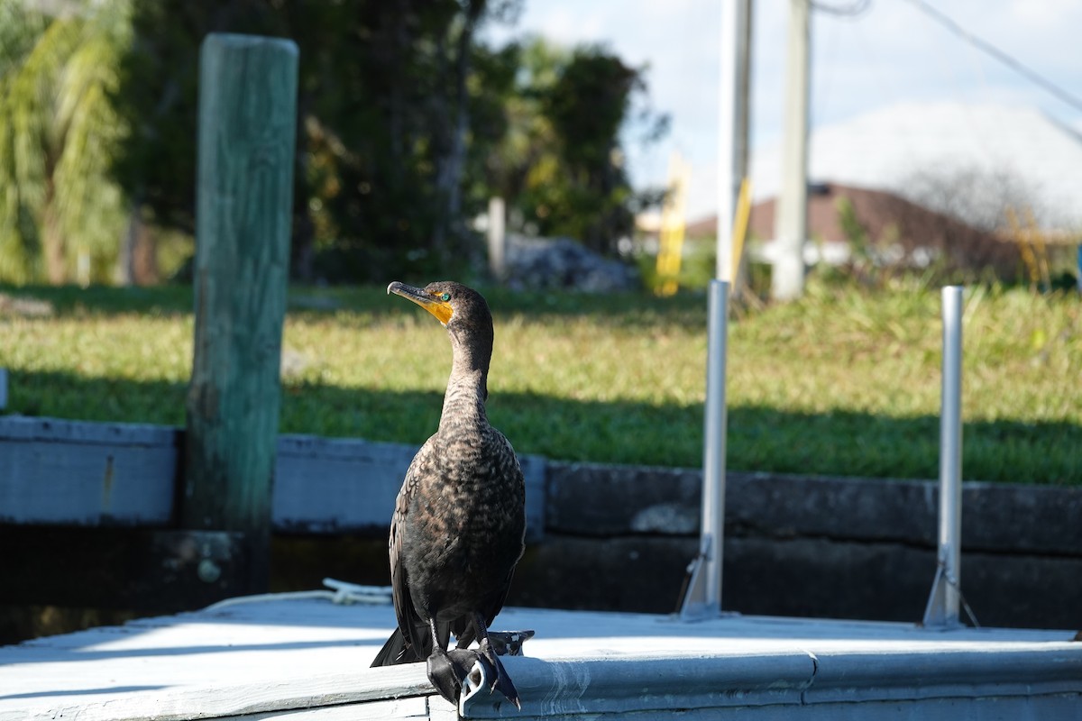 Ohrenscharbe - ML646939467