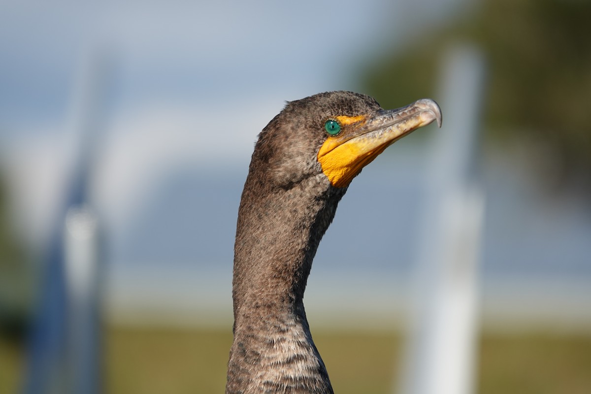 Ohrenscharbe - ML646939468