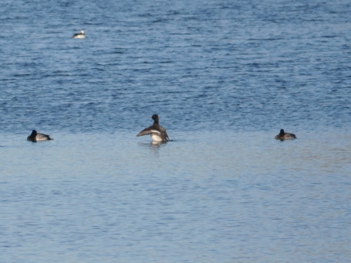 コスズガモ - ML646939475