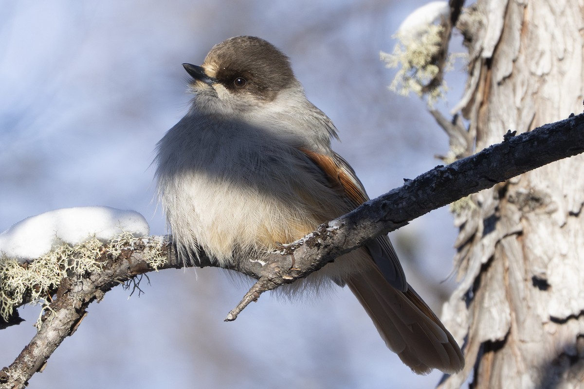 Siberian Jay - ML646939477