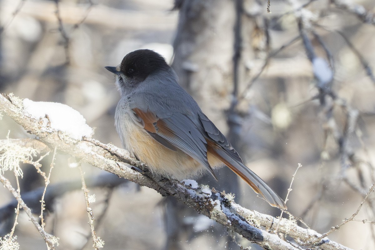 Siberian Jay - ML646939478
