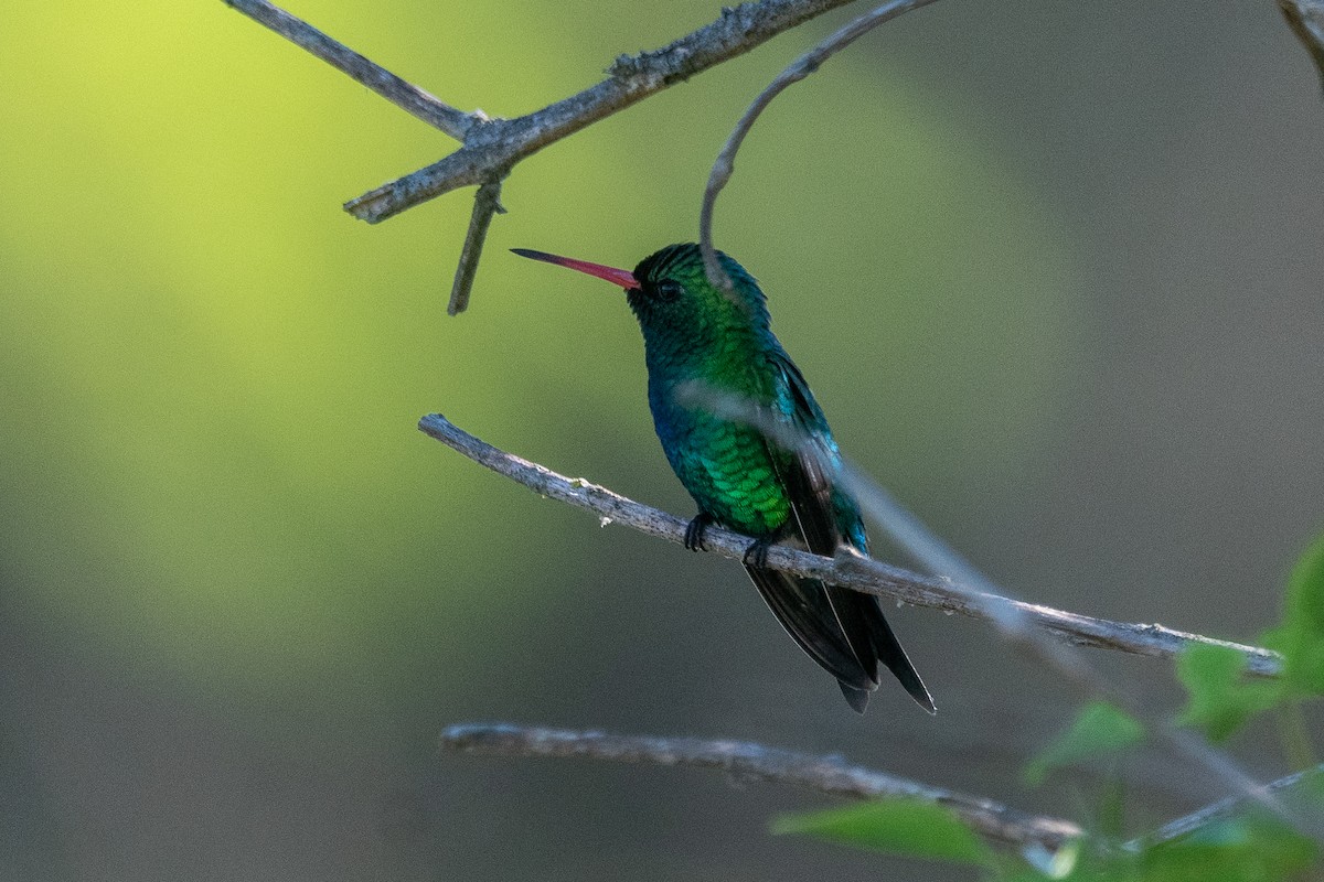 glansbuksmaragd - ML646939479