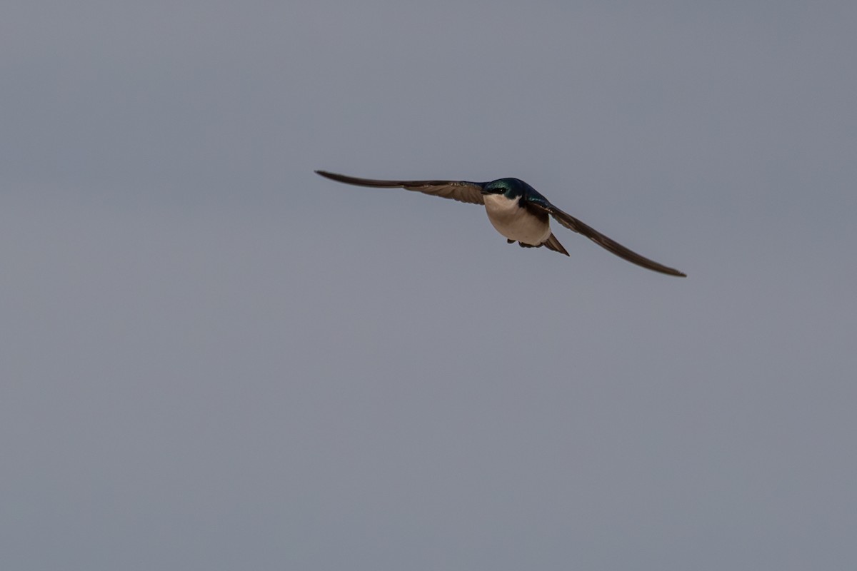 Tree Swallow - ML646939481