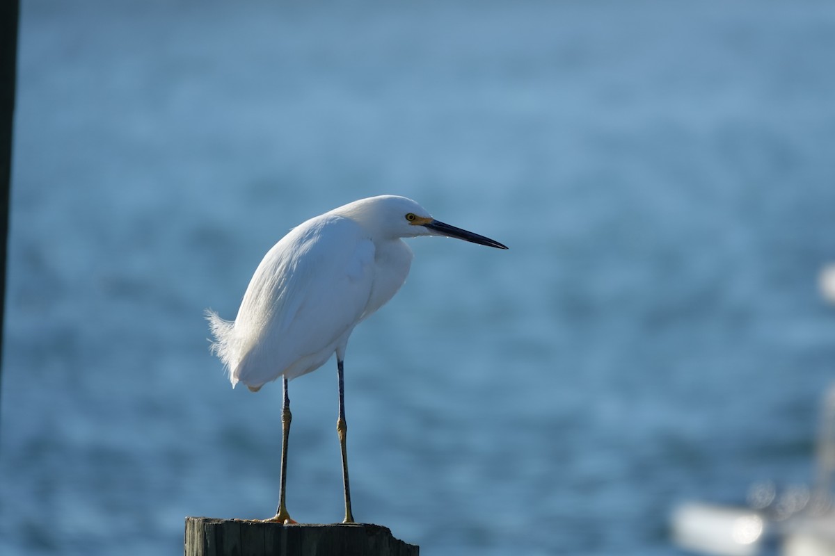 Schmuckreiher - ML646939484