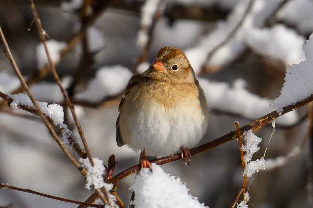 Field Sparrow - ML646939485