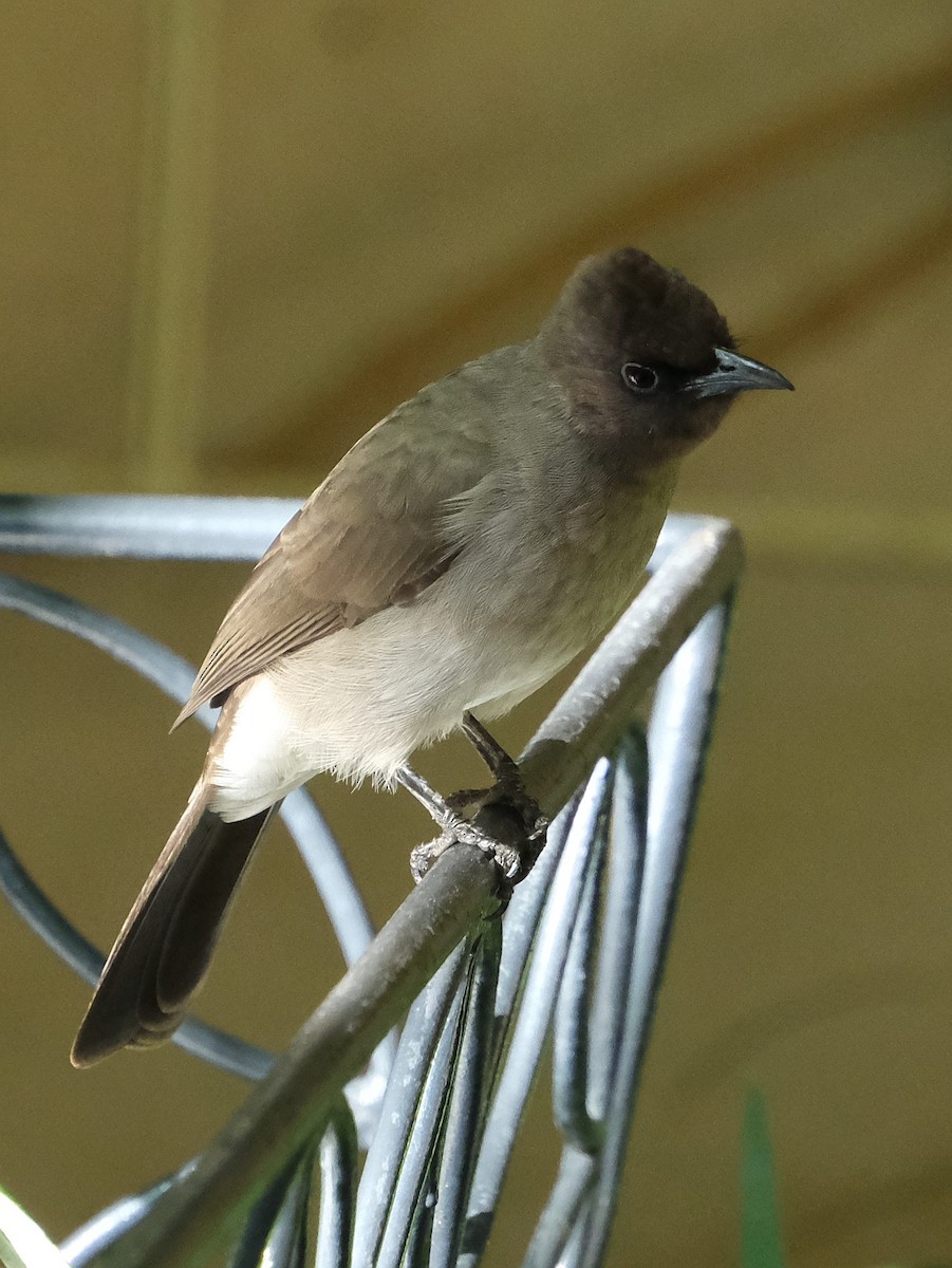 Common Bulbul (Common) - ML646939486