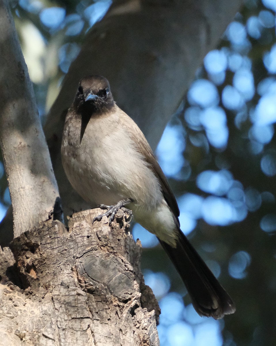 Common Bulbul (Common) - ML646939487