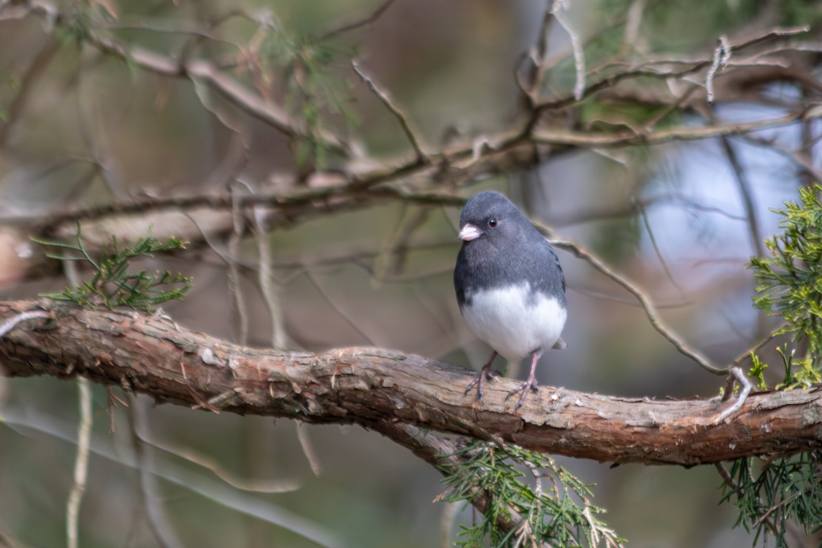 Dark-eyed Junco (Slate-colored) - ML646939488