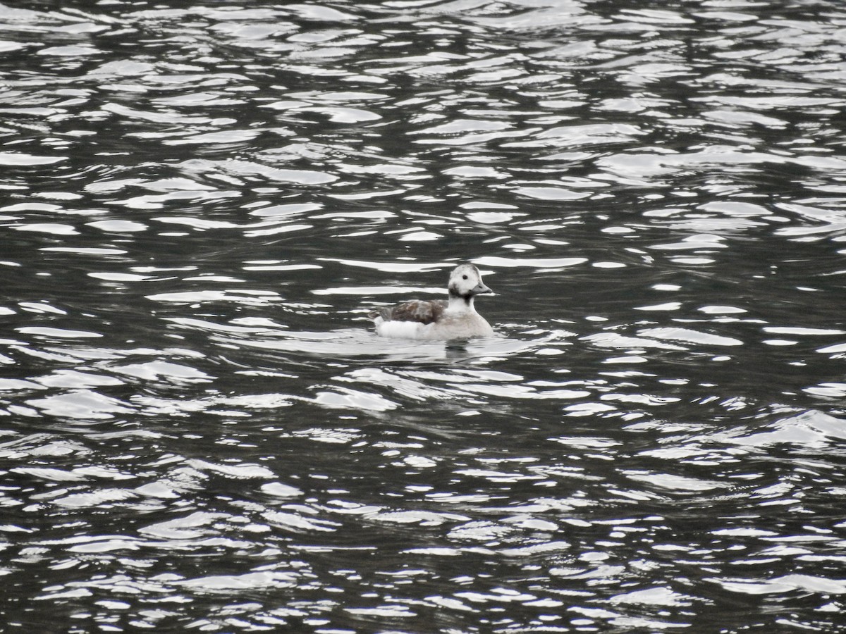 havelle - ML646939490