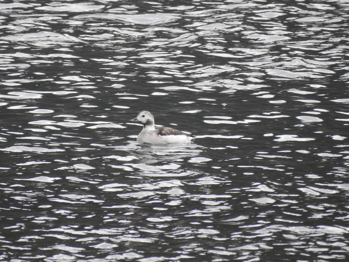 havelle - ML646939492