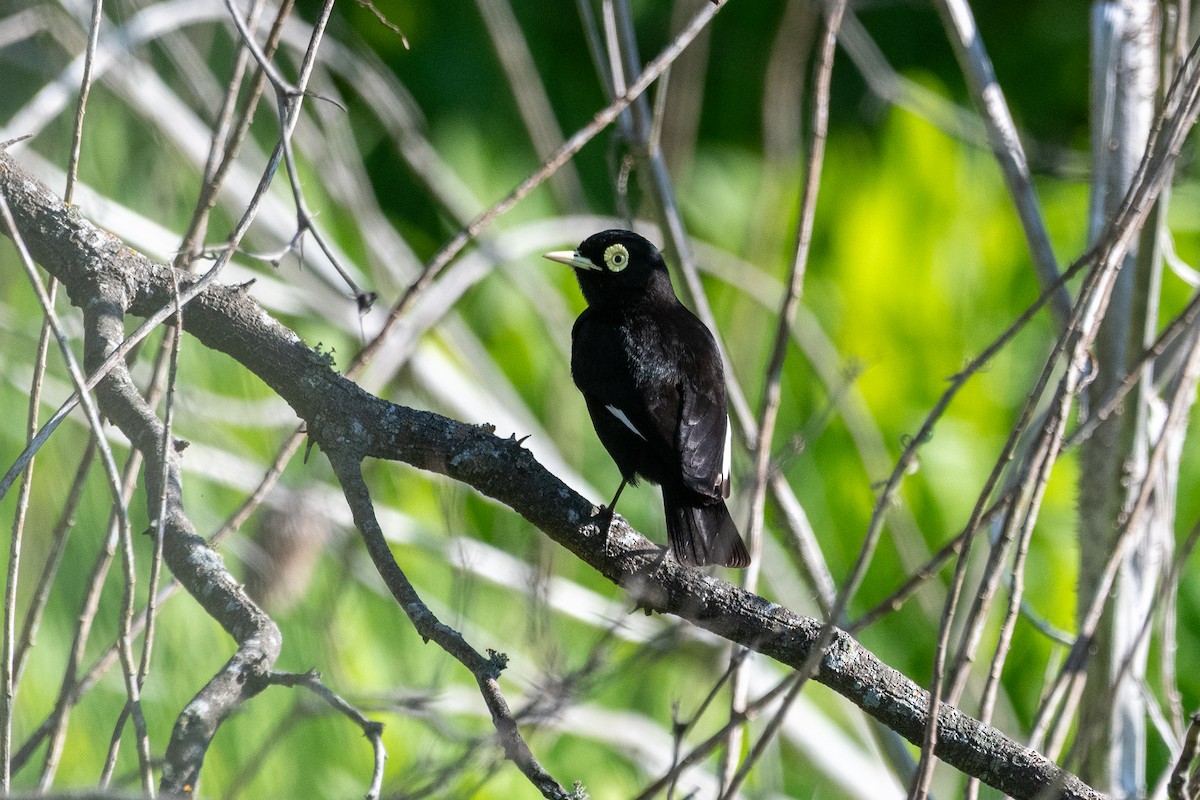 Brillendunkeltyrann - ML646939493