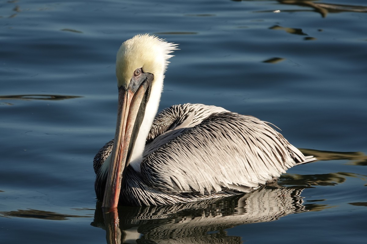 Braunpelikan - ML646939495