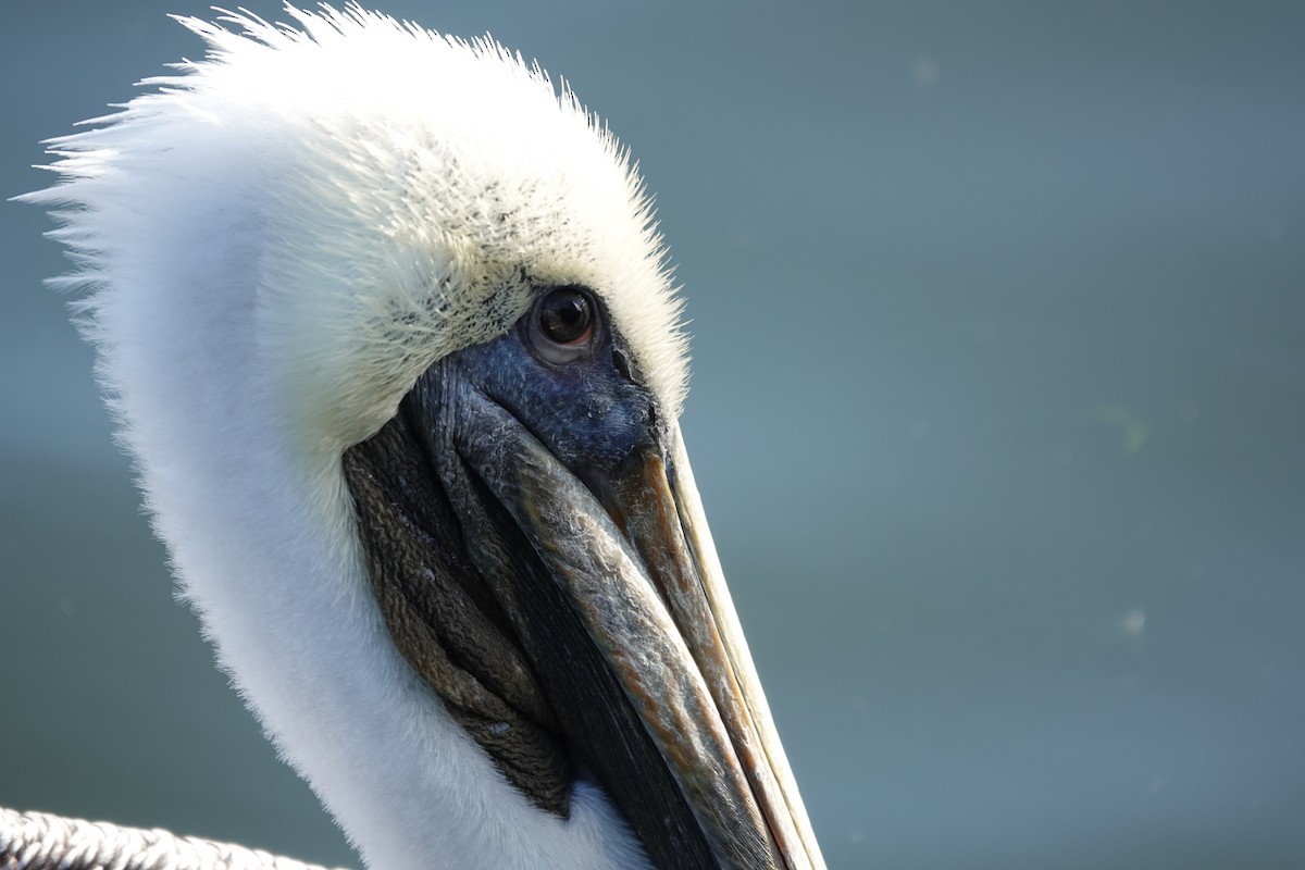 Braunpelikan - ML646939496