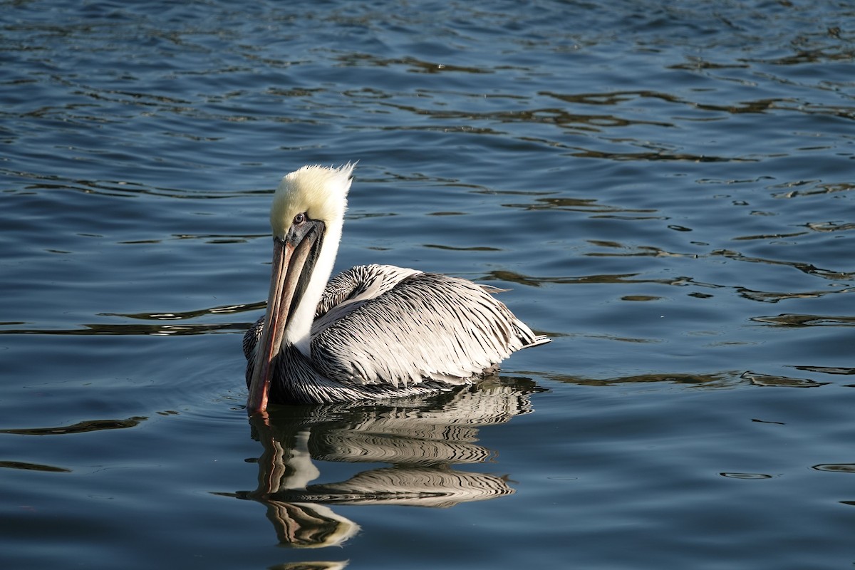 Braunpelikan - ML646939497