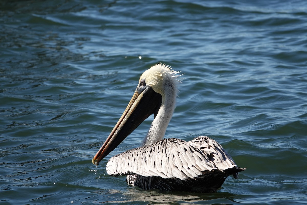 Braunpelikan - ML646939498