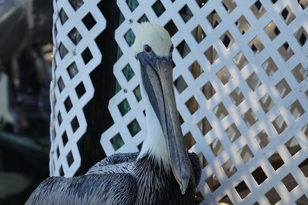 Braunpelikan - ML646939499