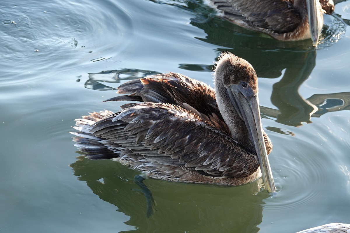 Braunpelikan - ML646939500