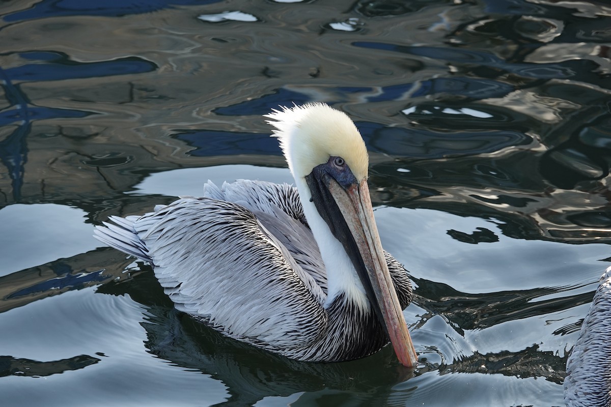 Braunpelikan - ML646939501