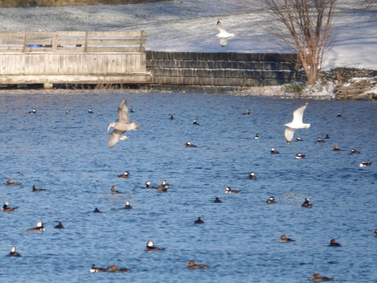 アメリカセグロカモメ - ML646939502