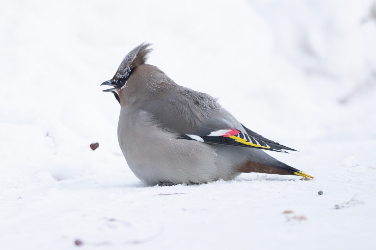 Buztanori boreala - ML646939503