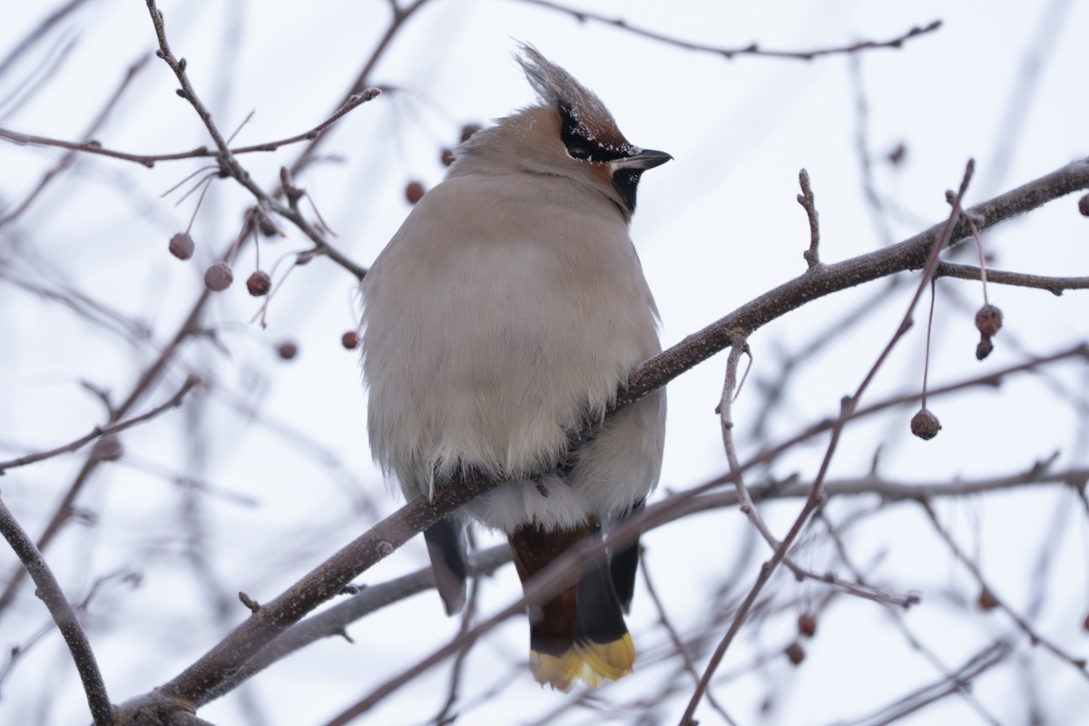 Buztanori boreala - ML646939504