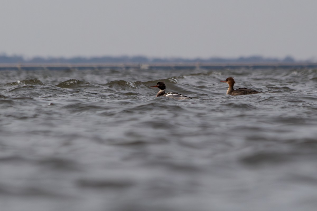 Red-breasted Merganser - ML646939505