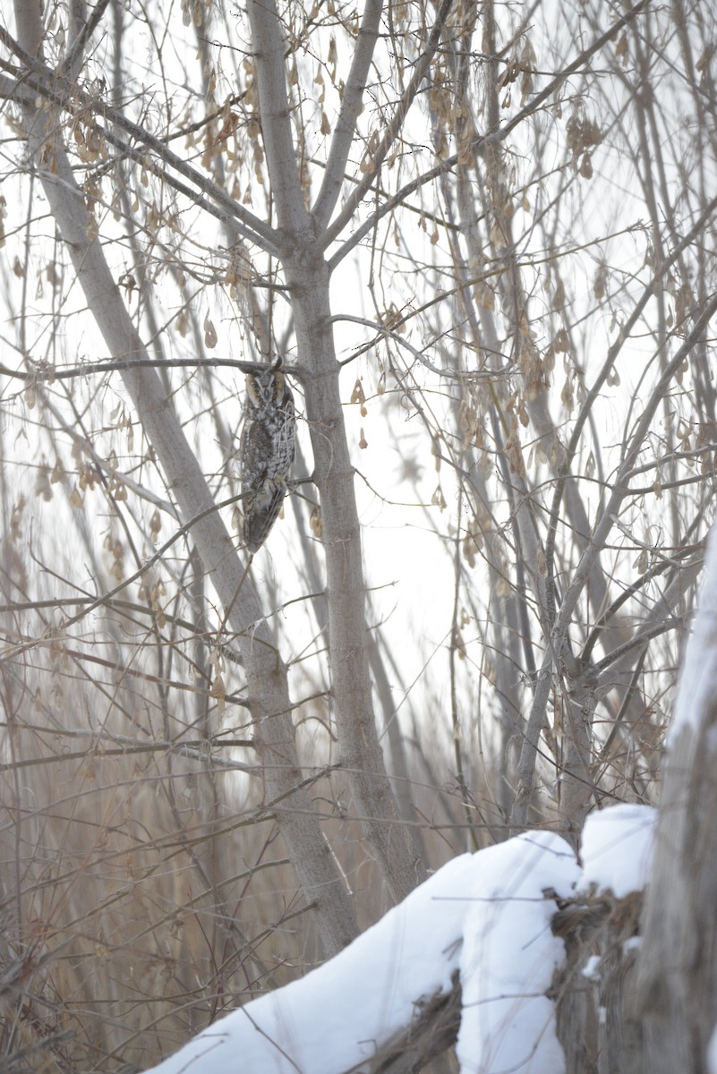 Long-eared Owl - ML646939507