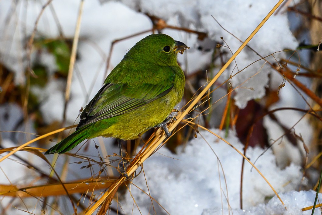 Painted Bunting - ML646939508
