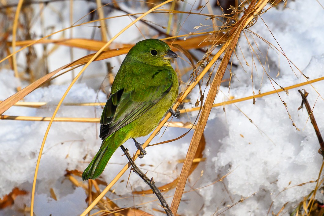 Painted Bunting - ML646939509